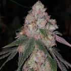 Patr³n Female Cannabis Seeds by The Plug Seedbank