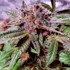 Blueberry Pancakes Female weed Seeds by Holy Smoke Seeds