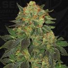 BubbleGum Female Cannabis Seeds