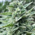Lemoncino Feminized Cannabis Seeds by The Cali Connection