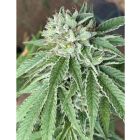 Semifreddo al Limone Feminized Cannabis Seeds by The Cali Connection