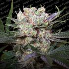 Californian Gold Female Cannabis Seeds by Paradise Seeds
