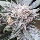 CaraCara Feminized Cannabis Seeds by Symbiotic Genetics 
