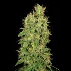 CBD Chronic Female Cannabis Seeds by Serious Seeds