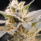 CBDelight Female High CBD Weed Seeds by Paradise Seeds