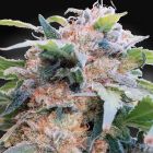 CBDream Female High CBD Weed Seeds by Paradise Seeds