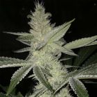 Strawnana Daze Regular Cannabis Seeds by Crockett Family Farms