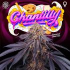 Chantilly Female Weed Seeds by Perfect Tree 