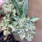 ChemTini Regular Cannabis Seeds by Karma Genetics