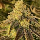 Coco Nibbles Regular Cannabis Seeds by Rare Dankness 