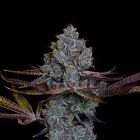Candy Pavé Feminized Cannabis Seeds by Compound Genetics
