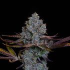 Candy Pavé Feminized Cannabis Seeds by Compound Genetics