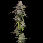Double Stack Female Cannabis Seeds By Compound Genetics