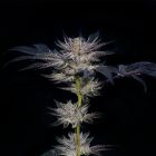 Slipstream Female Cannabis Seeds By Compound Genetics