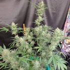 Compton Qoolaid Autoflowering Cannabis Seeds by Night Owl Seeds