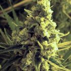 Critical Hog Feminized Cannabis Seeds by T.H.Seeds