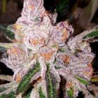 Purple Sunset Female Cannabis Seeds from Dank Genetics