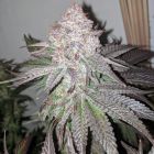 Sour Lemonaid Female Cannabis Seeds by Dank Genetics