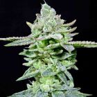 Dirty Pam Female Weed Seeds by Grateful Seeds 