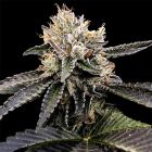 Cataract Cake Female Weed Seeds by DNA Genetics 