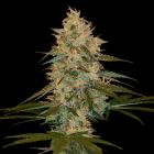 Chocolope Kush Female Cannabis Seeds