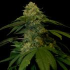 Holy Grail Kush Female Cannabis Seeds