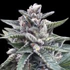 Kosher Sorbet (Sorbet Collection) Female Cannabis Seeds by DNA Genetics