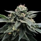 Sorbet Stash (Sorbet Collection) Female Cannabis Seeds by DNA Genetics