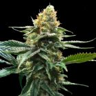 Sour Sorbet (Sorbet Collection) Female Cannabis Seeds by DNA Genetics