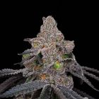 Double Up Feminized Cannabis Seeds by Compound Genetics