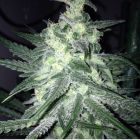 Moonshine Haze x Ghost Train Haze #1 Female Cannabis Seeds