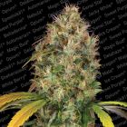 Dutch Kush Female Cannabis Seeds by Paradise Seeds