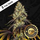 French Cookies Female Cannabis Seeds by T.H.Seeds