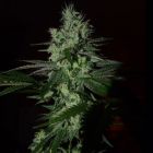 Frosted Madness feminized weed seeds by Grateful Seeds