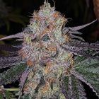 Fruit Dropss Female Cannabis Seeds by The Plug SeedBank 