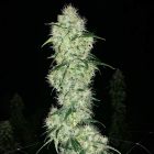 Ghost Train Haze #1 Female Cannabis Seeds by Rare Dankness