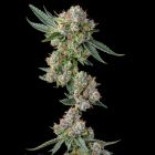 Glue 31 Feminized Cannabis Seeds by Compound Genetics