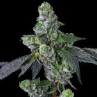 Goofiez2 ² Feminized Cannabis Seeds by Compound Genetics