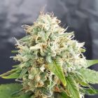 Grapefruitz Regular Cannabis Seeds by Plantinum Seeds - Terp Hogz 