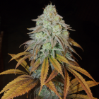 RM Confidential Female Cannabis Seeds by Grateful Seeds