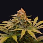 Star Fruit Female Cannabis Seeds by Grateful Seeds