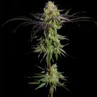 Tha Gelee  Female Weed Seeds by Grateful Seeds