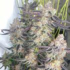 Greasy Grapes by Fidels Seed Co