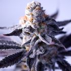 Hazy Girl Feminized Cannabis Seeds Green Bodhi