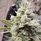 Grimm Glue Female Weed Seeds by Brothers Grimm Seeds