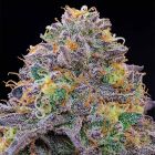 Blue Gelonade Feminized Cannabis Seeds Grounded Genetics 