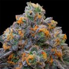 Bluzcotti Feminized Cannabis Seeds Grounded Genetics 
