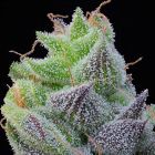 Peach Limeade Feminized Cannabis Seeds Grounded Genetics 
