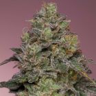 Pink Parmesan Feminized Cannabis Seeds Grounded Genetics 