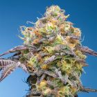 Plumz Feminized Cannabis Seeds Grounded Genetics 